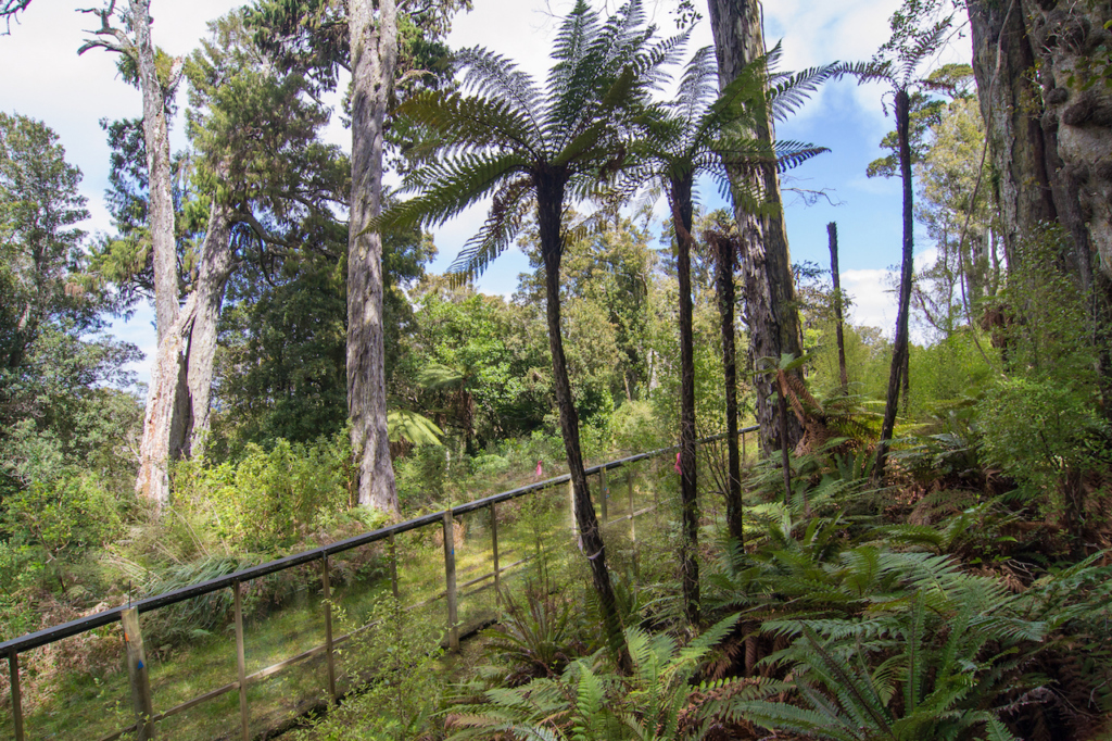 World-class Stewart Island eco-sanctuary Dancing Star Reserve up for sale